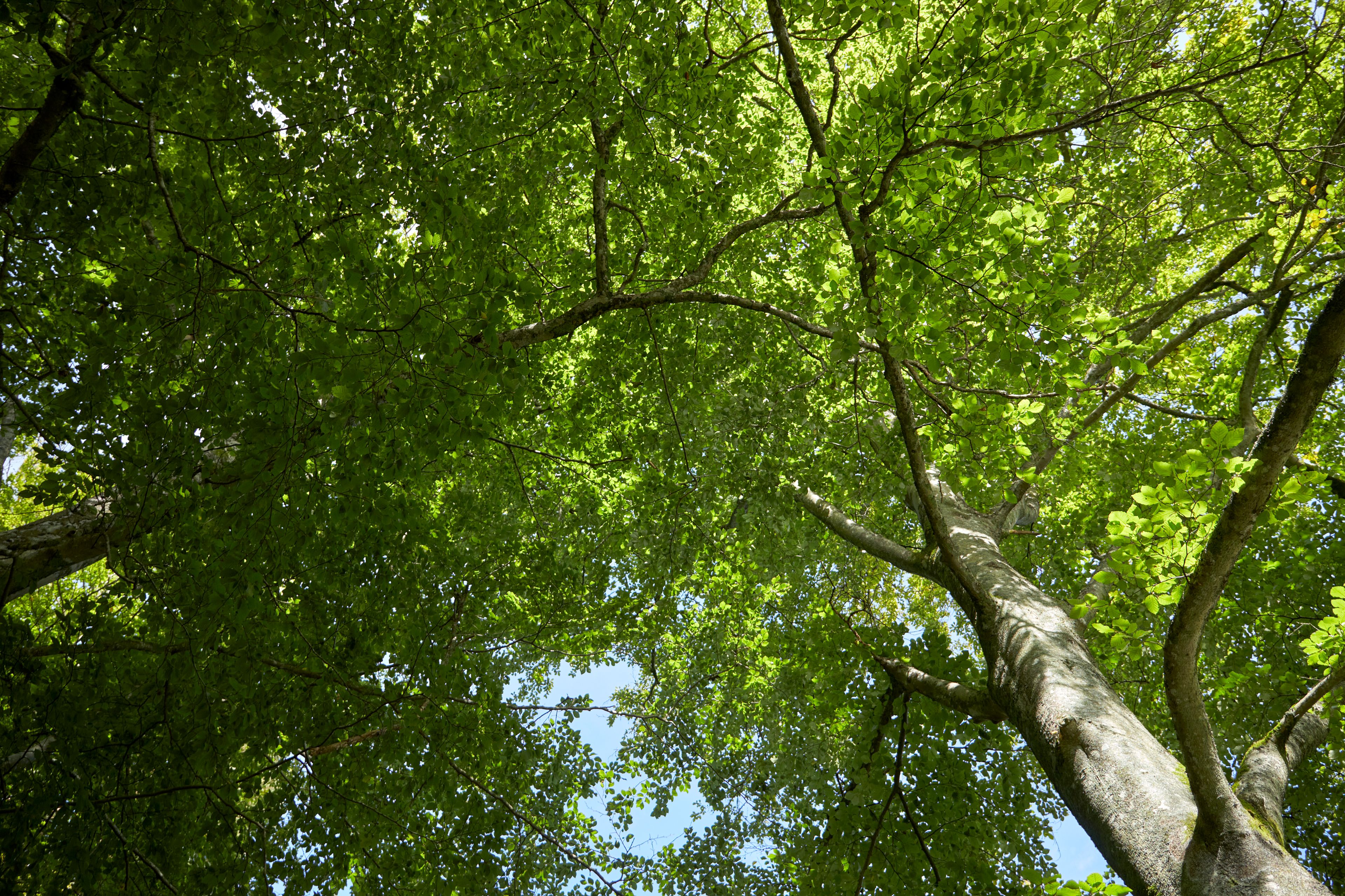 Träd med gröna blad sett underifrån. Blå himmel i bakgrunden.