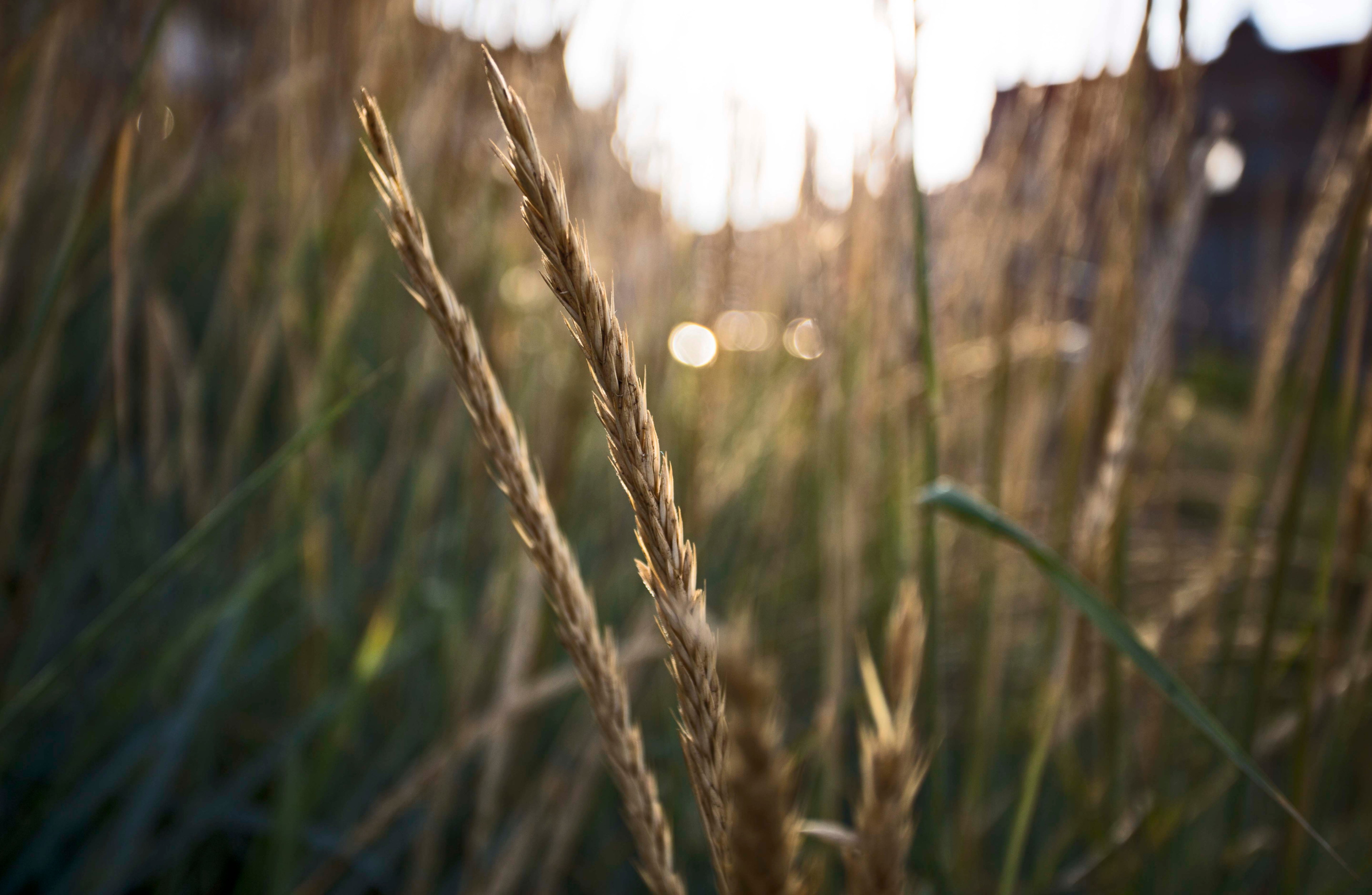 A close-up image of wheat in a field.